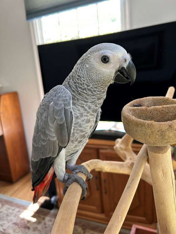 budgerigar-parakeet-for-sale-in-garland-tx