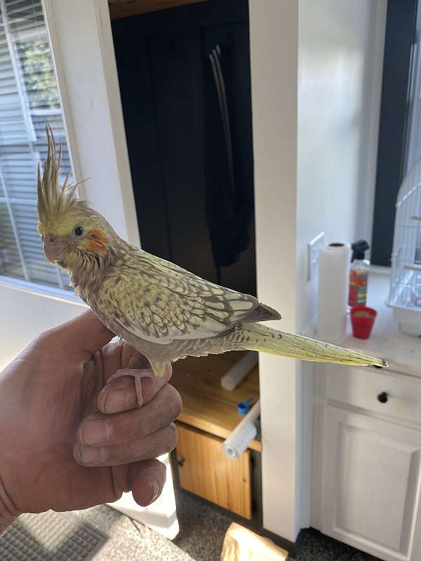 cockatiel-for-sale-in-navarre-oh