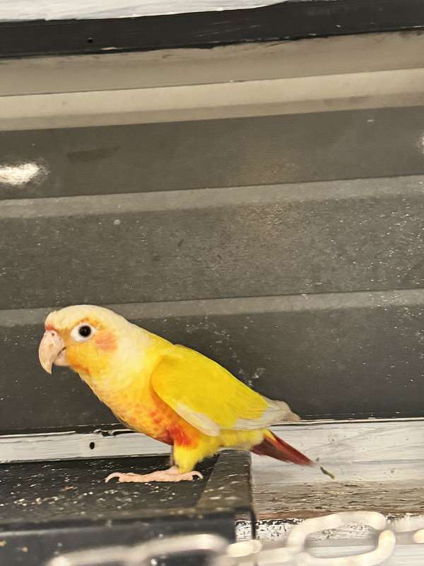 green-cheek-conure-for-sale-in-elmwood-park-nj