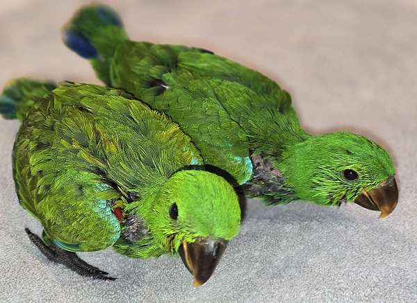 eclectus-parrots-for-sale-in-rocklin-ca