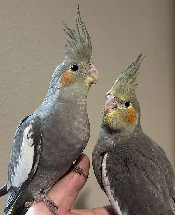 cockatiel-for-sale