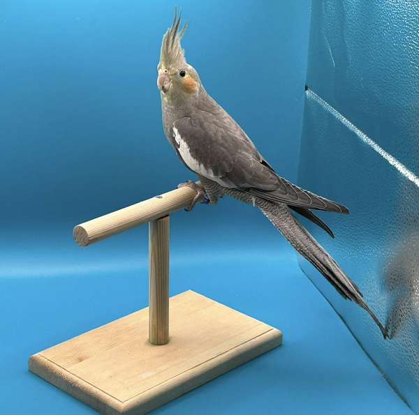 cockatiel-for-sale-in-texas