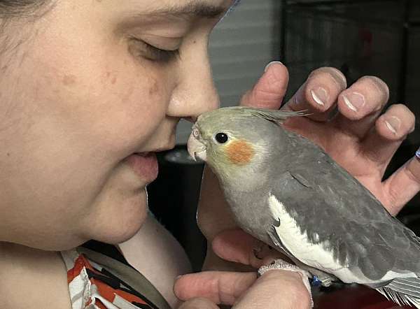 mixed-bird-for-sale-in-texas