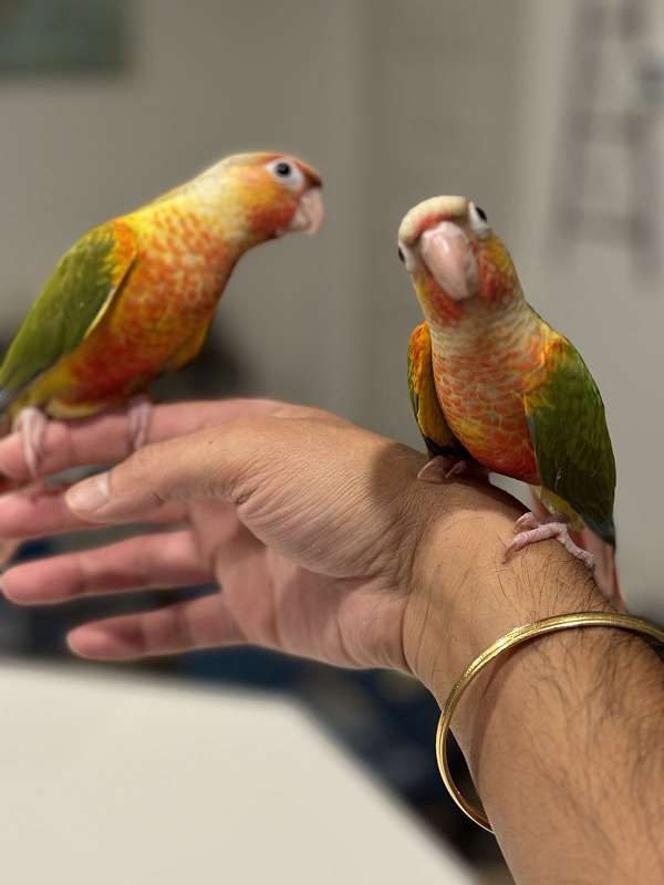 conure-green-cheek-conure-for-sale-in-hutto-tx