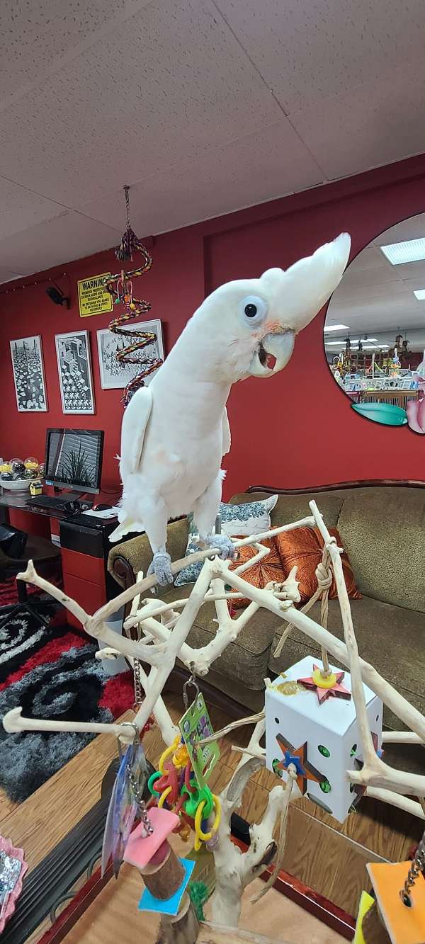 cockatoo-for-sale