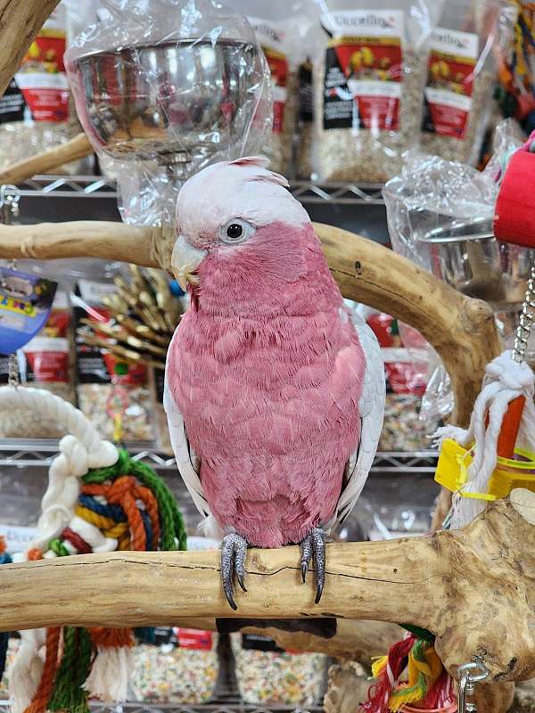 rose-breasted-cockatoo-for-sale