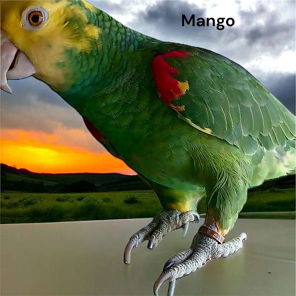 amazon-parrot-for-sale-in-brandon-fl