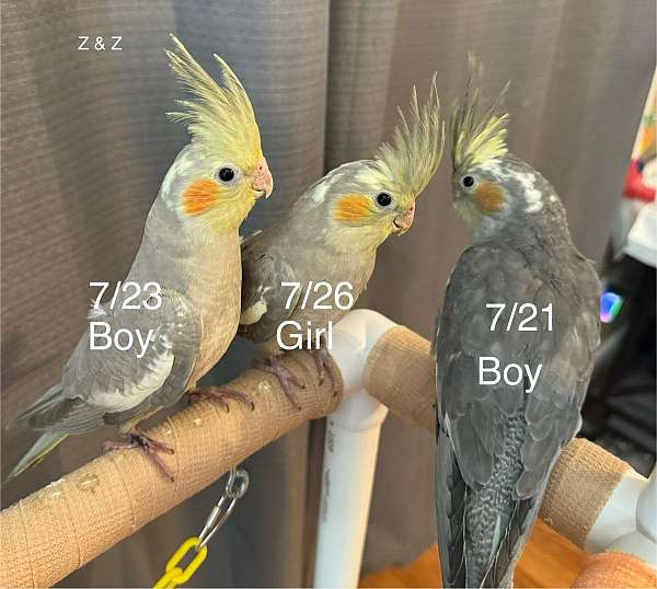 cockatiel-for-sale