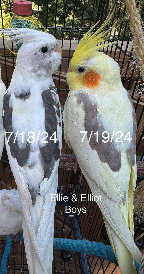 cockatiel-for-sale-in-morgantown-wv