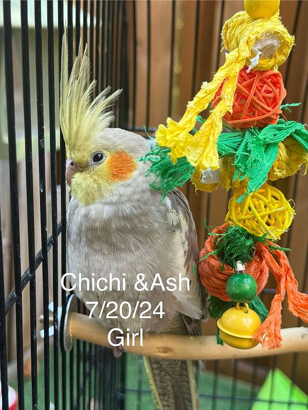 baby-cockatiel-for-sale