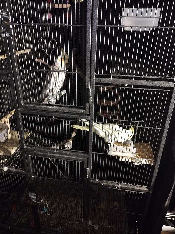 cockatiel-for-sale-in-vernon-ct