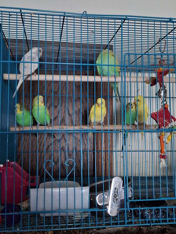 parakeet-for-sale