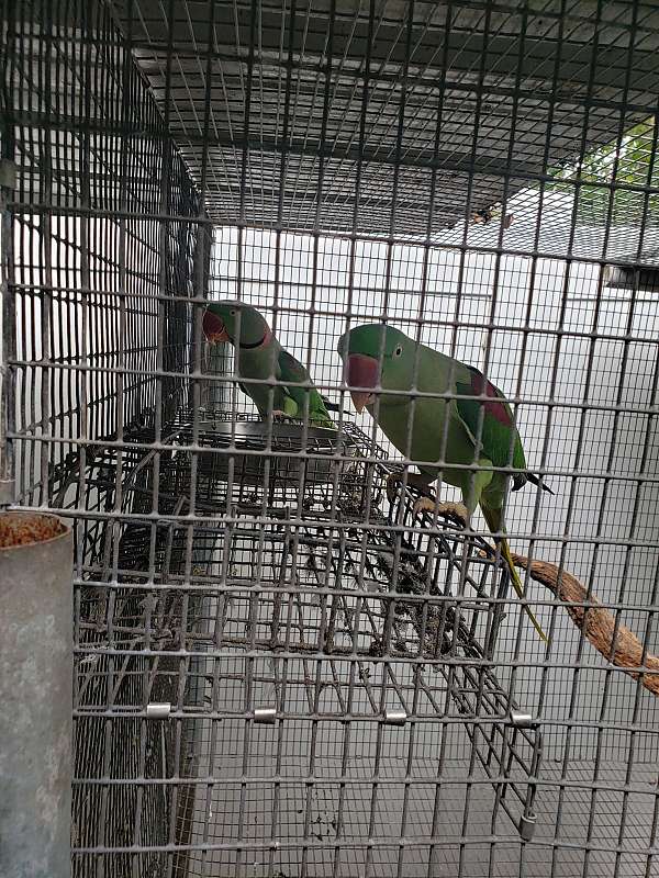 parakeet-for-sale