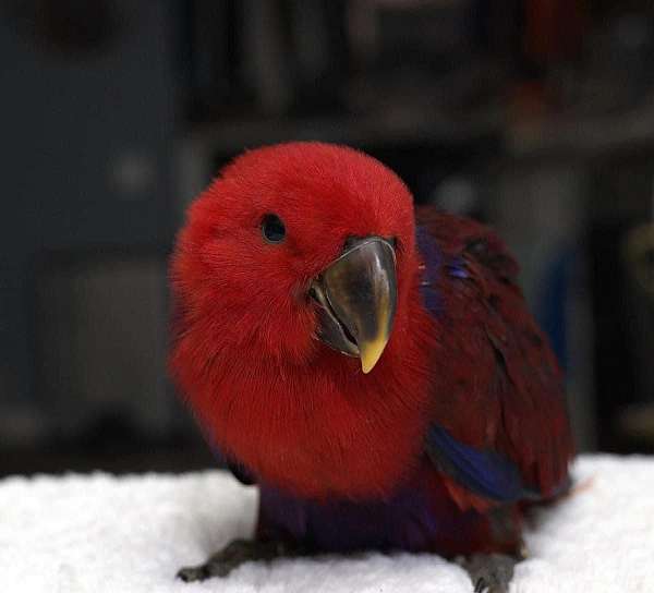 eclectus-parrots-for-sale-in-hutto-tx