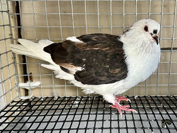 pigeon-for-sale-in-nashville-tn