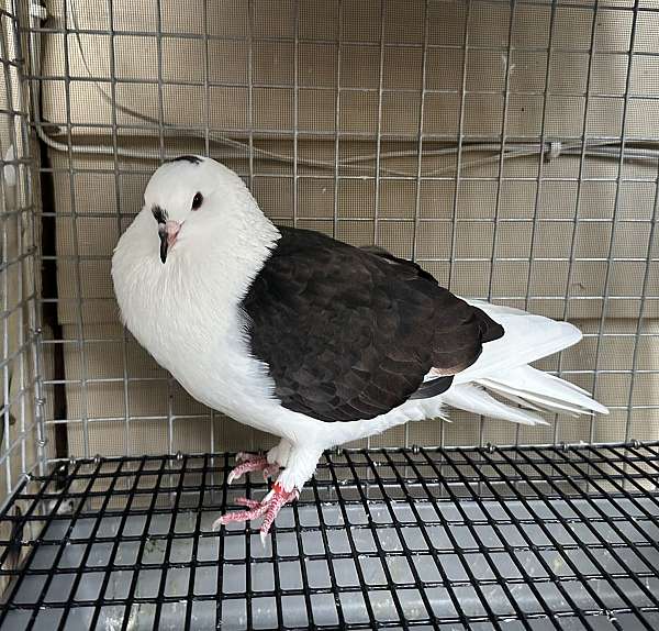 pigeon-for-sale-in-nashville-tn