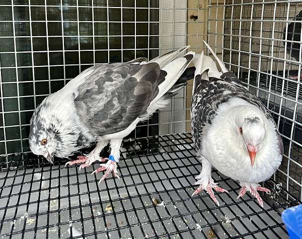 bonded-pair-bird-for-sale-in-nashville-tn