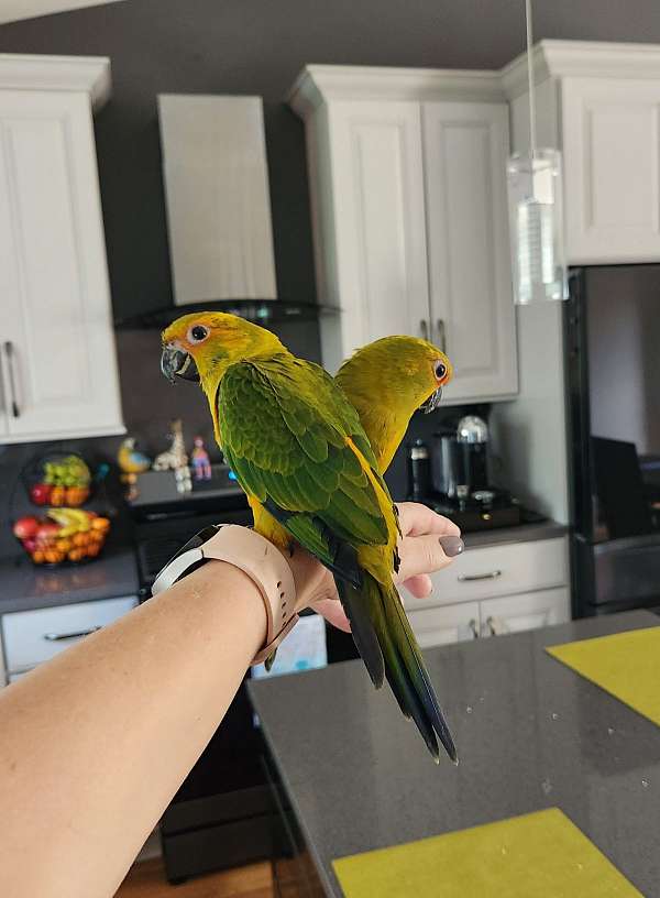 conure-jenday-conure-for-sale-in-illinois