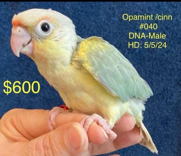 handfed-tame-bird-for-sale-in-denham-springs