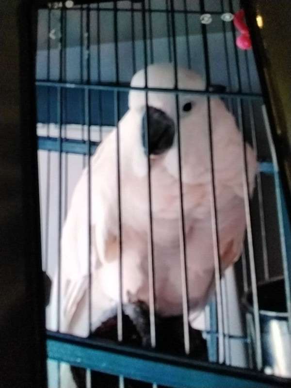 moluccan-cockatoo-for-sale