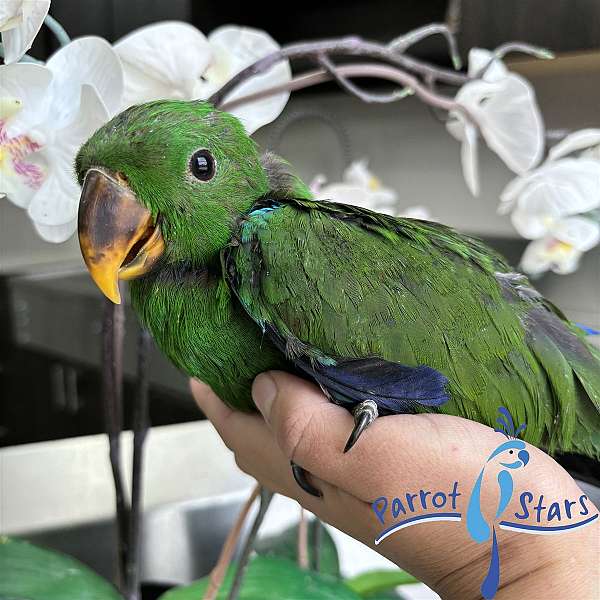 solomon-island-eclectus-parrots-for-sale