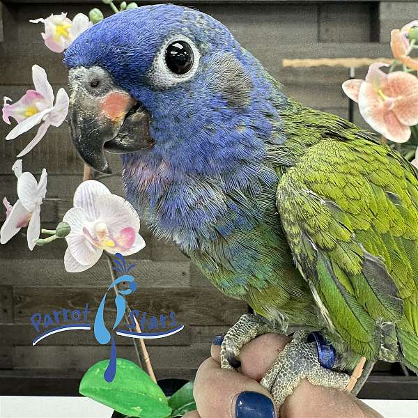 blue-headed-pionus-parrots-for-sale