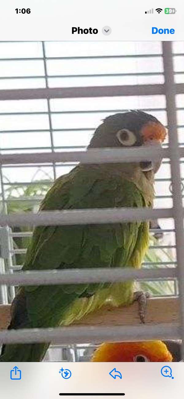 half-moon-conure-for-sale-in-pittsburgh-pa