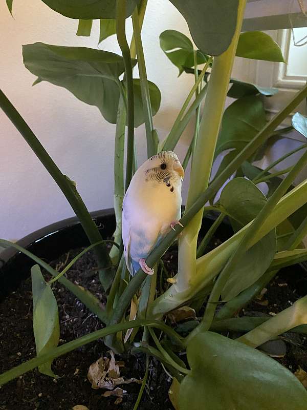 budgerigar-parakeet-for-sale-in-monroe-la