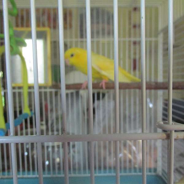 cute-pet-lineolated-parakeet-for-sale