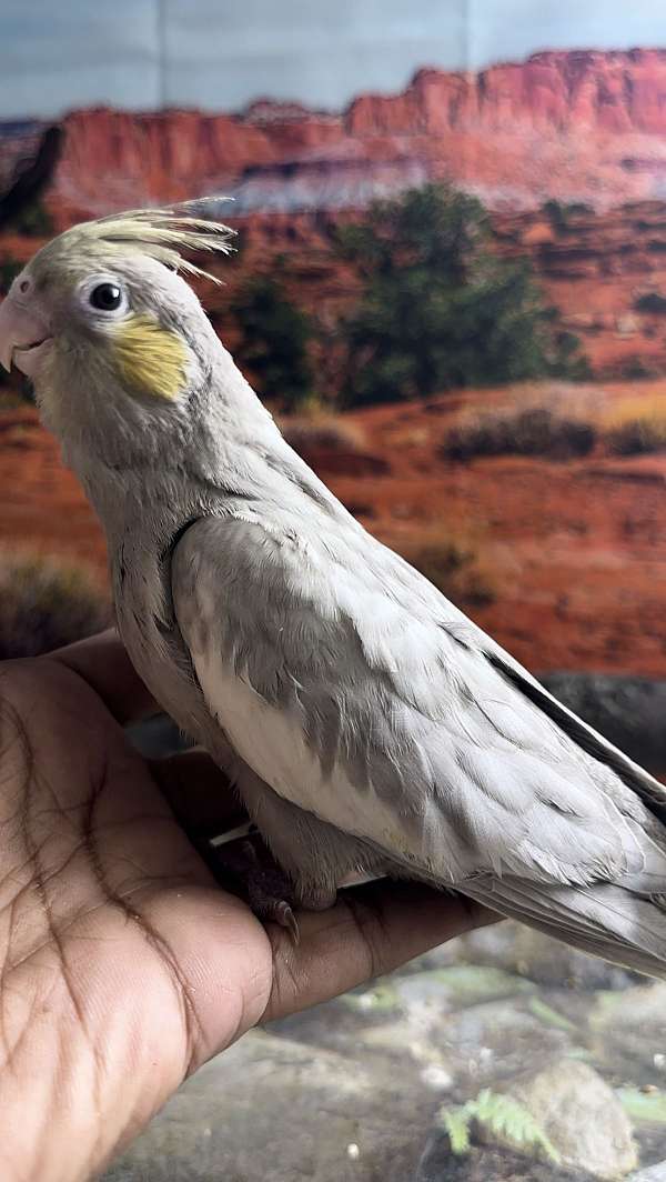 cockatiel-for-sale-in-newark-nj