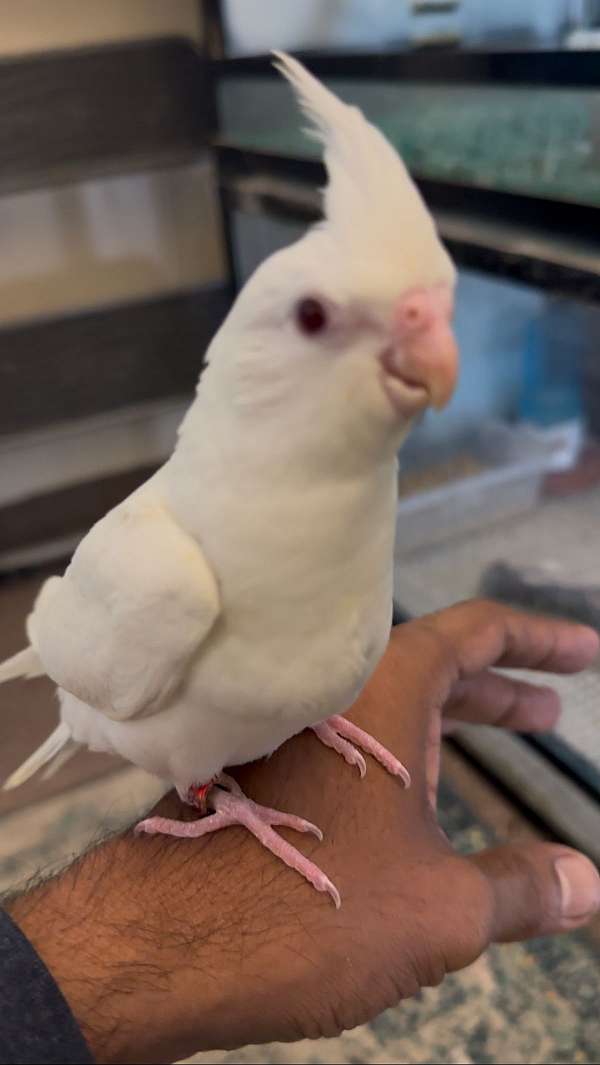 cockatiel-for-sale