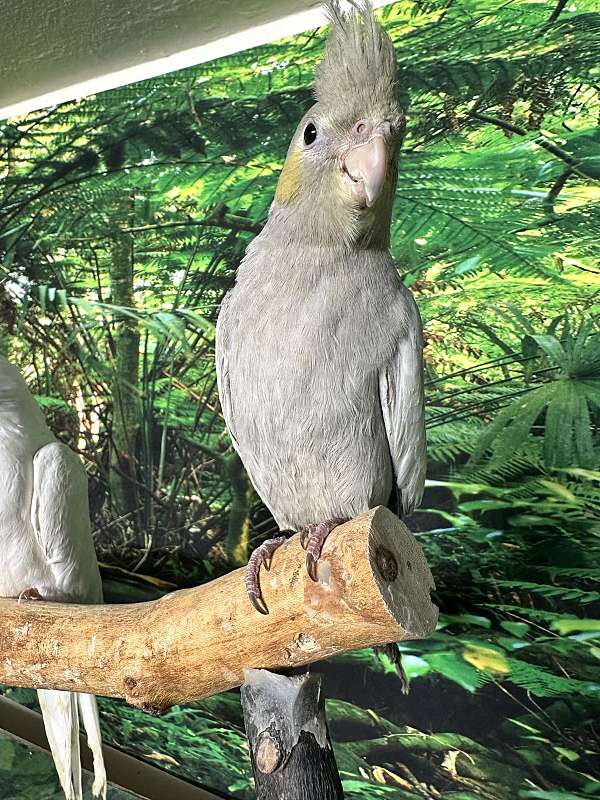 cockatiel-for-sale-in-newark-nj