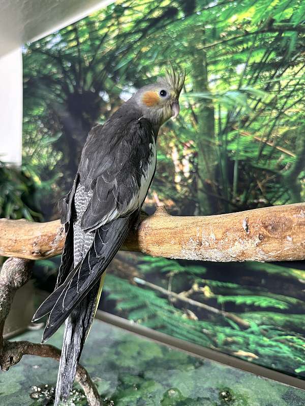 baby-cockatiel-for-sale