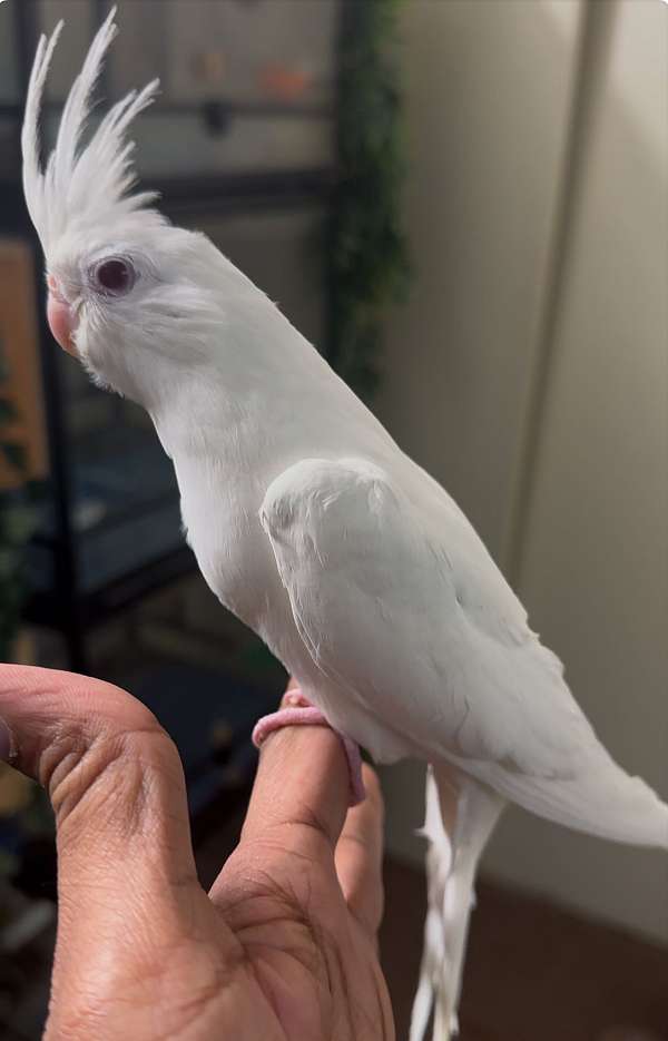 cockatiel-for-sale-in-newark-nj