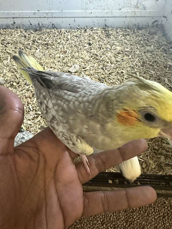 cockatiel-for-sale-in-newark-nj