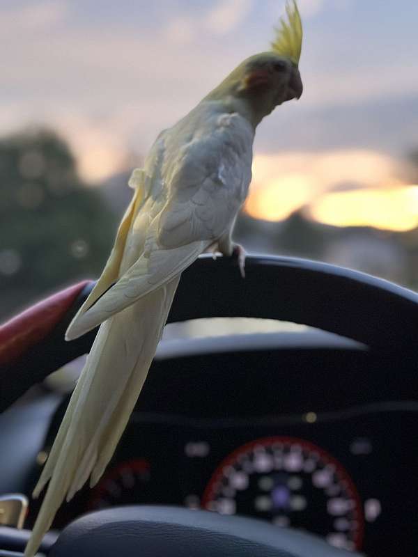cockatiel-for-sale