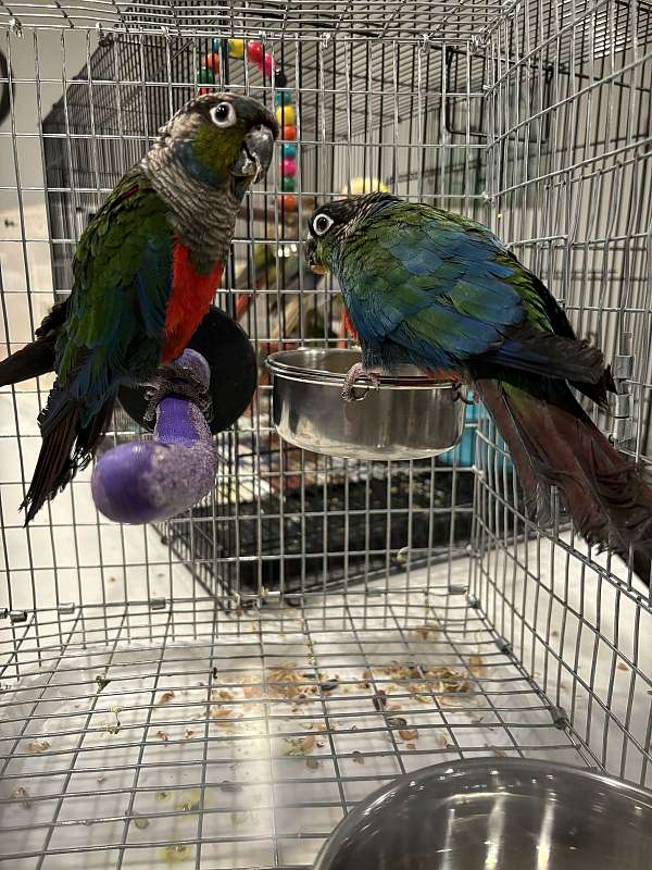 conure-crimson-bellied-conure-for-sale-in-hutto-tx