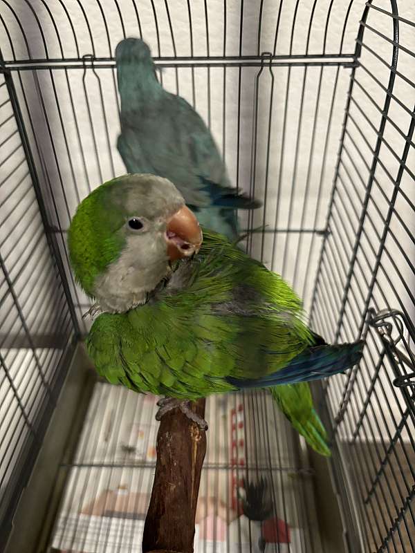 quaker-parrots-for-sale