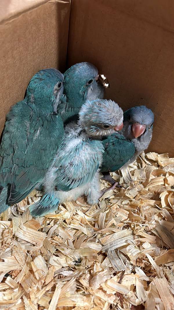 tame-bird-for-sale-in-hutto-tx