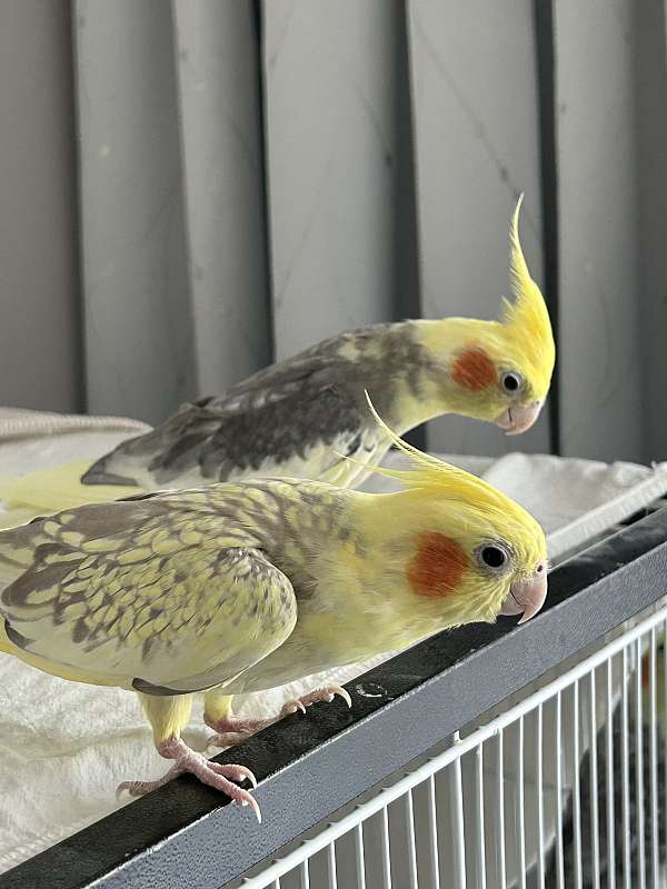 cockatiel-for-sale