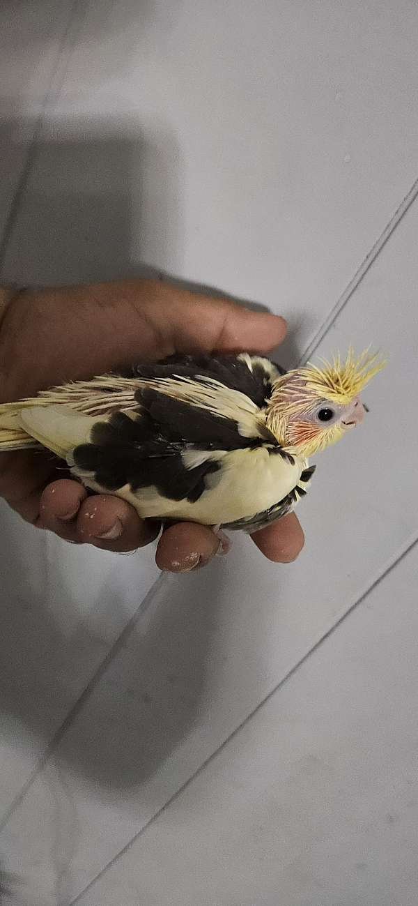 cockatiel-for-sale