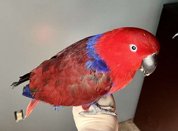 eclectus-parrots-for-sale-in-center-valley-pa