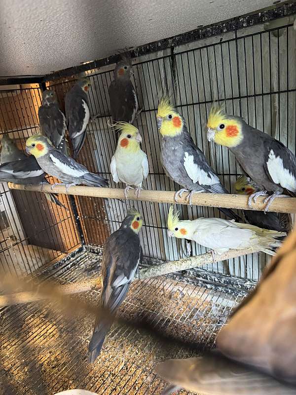 green-lutino-cockatiel-for-sale