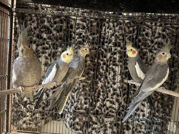 green-lutino-cockatiel-for-sale