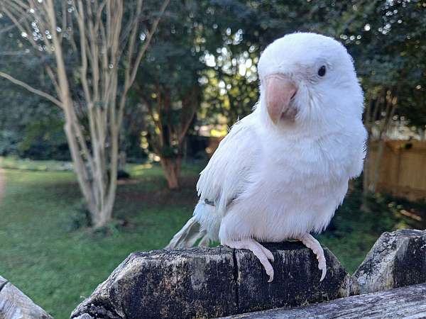 cute-handfed-quaker-parrots-for-sale