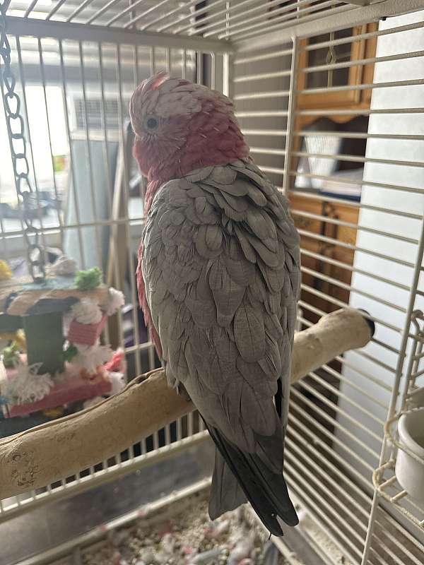 cockatoo-for-sale-in-buhl-id