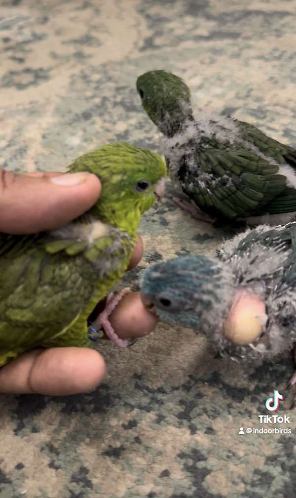 lineolated-parakeet-for-sale-in-newark-nj