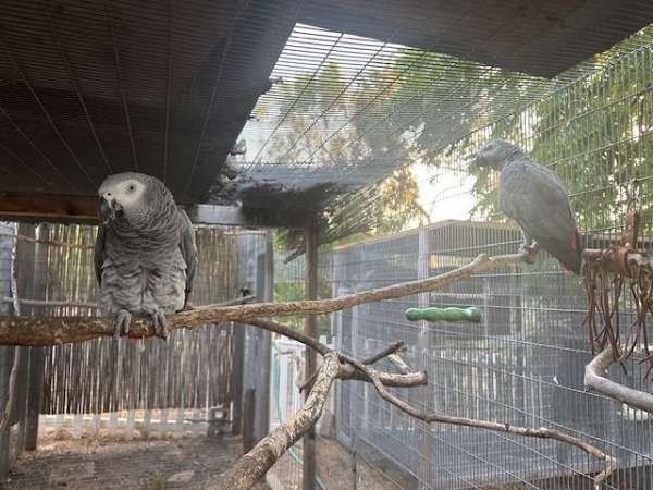 african-grey-parrot-for-sale