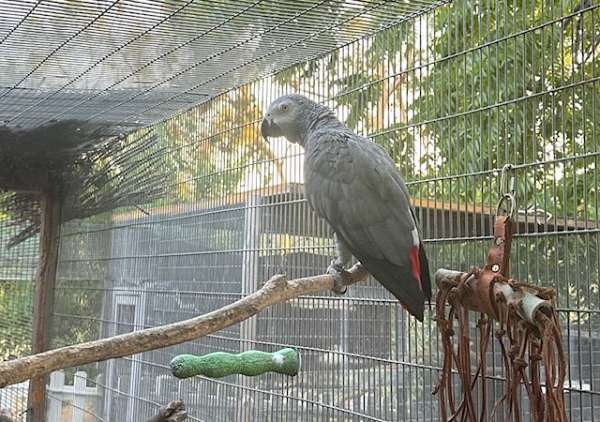 grey-african-grey-parrot-for-sale