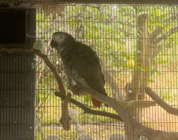 red-african-grey-parrot-for-sale